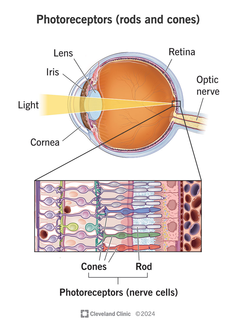 Photoreceptors — rods and cones in the retina